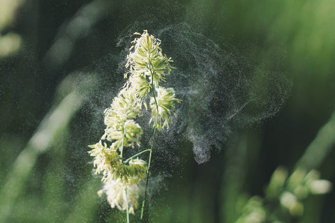 Flower releasing pollen